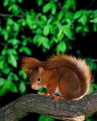 Naklejka na ściany i meble Red Squirrel, sciurus vulgaris, Male standing on Branch