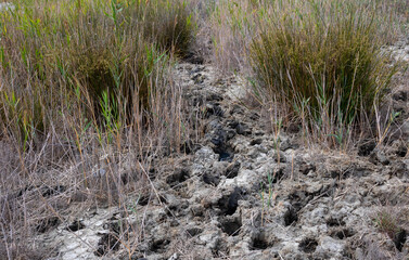 A path through tall grass made of cow tracks in the Black Mud by the salt lake.Concept of animal husbandry on dry lands. Environment