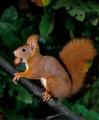 Naklejka na ściany i meble Red Squirrel, sciurus vulgaris, Female standing on Branch, Eating a Chestnut