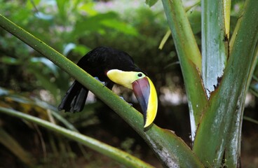 Chestnut Mandibled Toucan, ramphastos swainsonii, Adult standing on Branch, Costa Rica