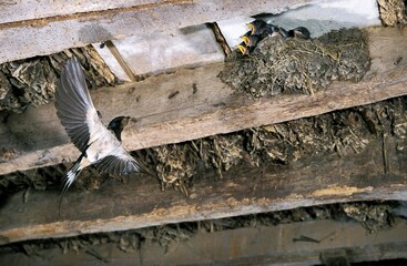 Barn Swallow, hirundo rustica, Adult in Flight, Feeding Chicks at Nest, Normandy
