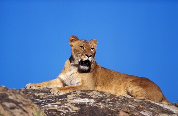 African Lion, panthera leo, Female standing on Rock