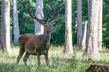 Naklejka na ściany i meble In the Black Forest Nature Park, a large red deer stands grazing in a forest clearing. The red deer is Germany's largest mammal and the defining species of the Black Forest...