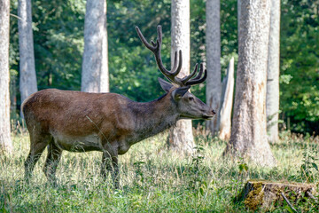 The king of the German forests.. Capital red deer grazes in a forest clearing in the Black Forest Nature Park..