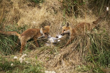 Red Fox, vulpes vulpes, Adult with a Partridge Kill, Normandy