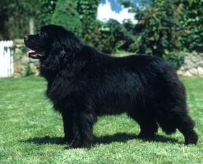 Newfoundland Dog, Adult standing on Grass