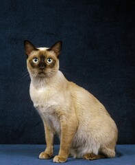 Fototapeta na wymiar Tonkinese Domestic Cat, Adult sitting against Blue Background