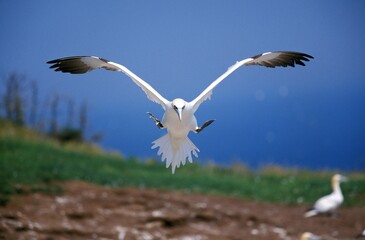 Northern Gannet, sula bassana, Adult in Flight against Blue Sky, Bonaventure Island in Quebec