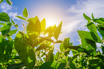 Fototapeta na wymiar Soybean leaves in field on background of blue sky, sun in frame. Agriculture, soybean cultivation