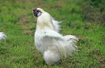 Domestic Chicken called Negre Soie, Hen standing on Grass