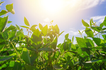 Soybean leaves in field on background of blue sky, sun in frame. Agriculture, soybean cultivation