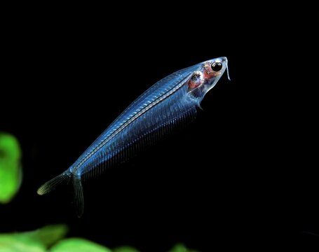 Glass Catfish, kryptopterus bicirrhis, Transparent Fish, Adult