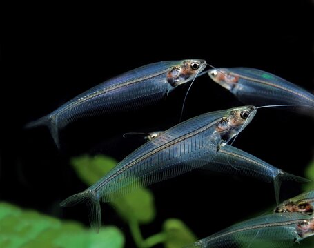 Glass Catfish, kryptopterus bicirrhis, Transparent Fish, Adults