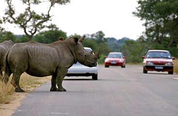 Naklejka premium White Rhinoceros, ceratotherium simum, Adult crossing Road, Kruger Park in South Africa