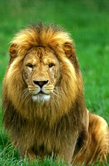 African Lion, panthera leo, Male sitting on Grass © slowmotiongli
