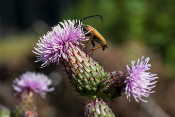 bee on a flower with green background