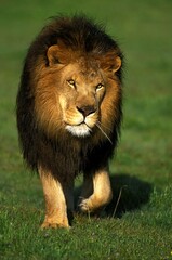 African Lion, panthera leo, Male walking on Grass
