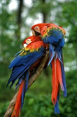 Scarlet Macaw, ara macao, Adults standing on Branch © slowmotiongli