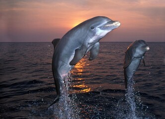 Bottlenose Dolphin, tursiops truncatus, Adults Leaping at Sunset, Honduras