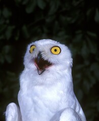 Snowy Owl, nyctea scandiaca, Adult with Open Mouth