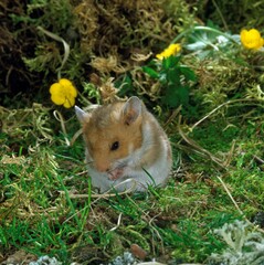 Golden Hamster, mesocricetus auratus, Adult with Flowers