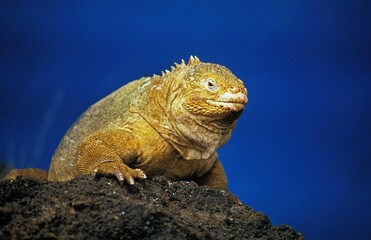 Galapagos Land Iguana, conolophus subcristatus, Adult standing on Rock against Blue Sky, Galapagos Islands