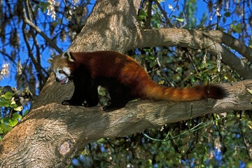 Red Panda, ailurus fulgens, Adult standing on Branch