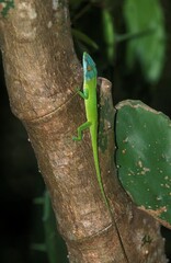 Naklejka na ściany i meble Green Anole Lizard or Carolina Lizard, anolis carolinensis, Adult standing on Branch