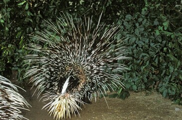 Crested Porcupine, hystrix cristata, Adult, Back View