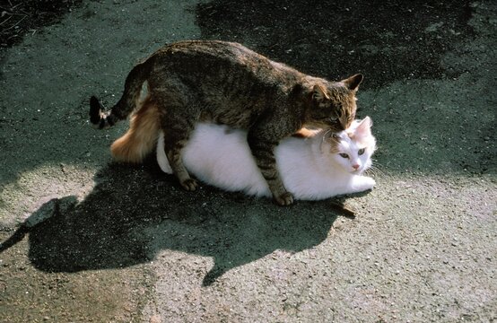 Domestic Cat, Pair Mating