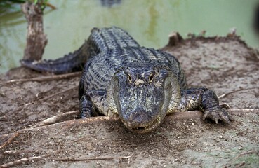 American Alligator, alligator mississipiensis, Adult emerging from Water