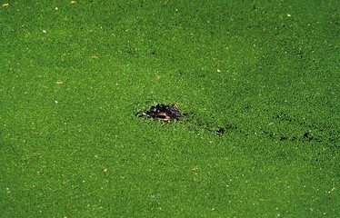 American Alligator, alligator mississipiensis, Adult Camouflaged in Duckweeds
