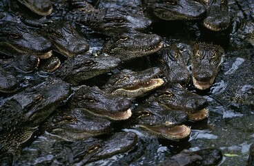 Naklejka premium American Alligator, alligator mississipiensis, Babies in Crocodile Farm