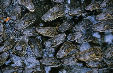 American Alligator, alligator mississipiensis, Babies in Crocodile Farm