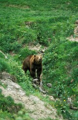 Brown Bear, ursus arctos, Adult