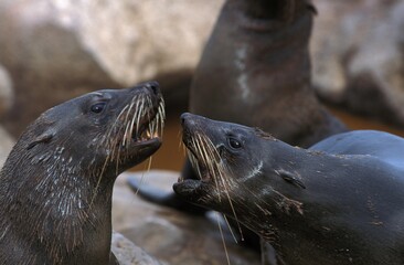 South African Fur Seal, arctocephalus pusillus, Females, Cape Cross in Namibia