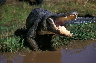 American Alligator, alligator mississipiensis, Adult with Open Mouth in Defensive Posture