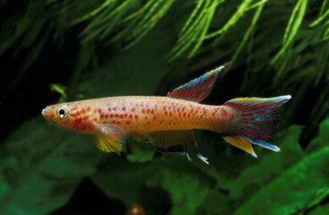 Lyretail Killifish, aphyosemion australe, Adult