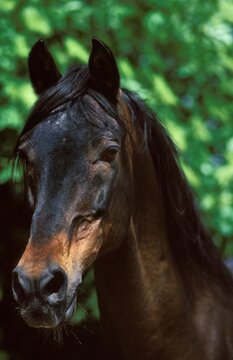 Barb Horse, Portrait of Adult