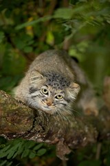 Naklejka premium Manul or Pallas's Cat, otocolobus manul, Adult standing on Branch