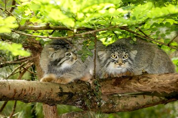 Manul or Pallas's Cat, otocolobus manul, Pair standing on Branch