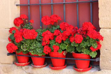 Fototapeta na wymiar Red geraniums in pots on a window