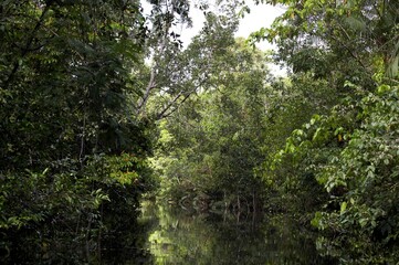 Fototapeta na wymiar River and Forest in Orinoco Delta, Venezuela