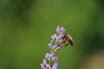 Little Western Honey Bee Flying after Pollinating Lavender Flower in Czech Garden. European Honey Bee Collects Nectar from Blossom Lavandula with Green Blurred Background.