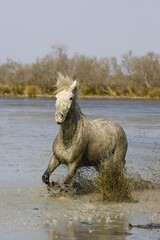 Fototapeta premium Camargue Horse, Adult standing in Swamp, Saintes Marie de la Mer in Camargue, in the South of France