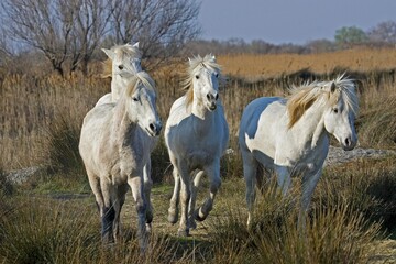 Obraz premium Camargue Horse, Herd standing in Swamp, Saintes Marie de la Mer in Camargue, in the South of France