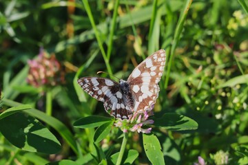The Marbled White Butterfly (Melanargia Galathea) Sitting on Red Clover on a Meadow.  Beautiful Black and White Butterfly on Trifolium Pratense in Czech Nature. 