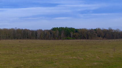 Blue sky over the forest on a cool spring evening. Field.