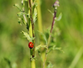 Coccinella Septempunctata, the Seven-Spot Ladybird is the most Common Ladybird in Europe. Red Ladybug on Green Leaf on Czech Meadow.