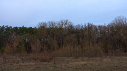 Edge of a leafless forest in March. Bare spring trees. Landscape.